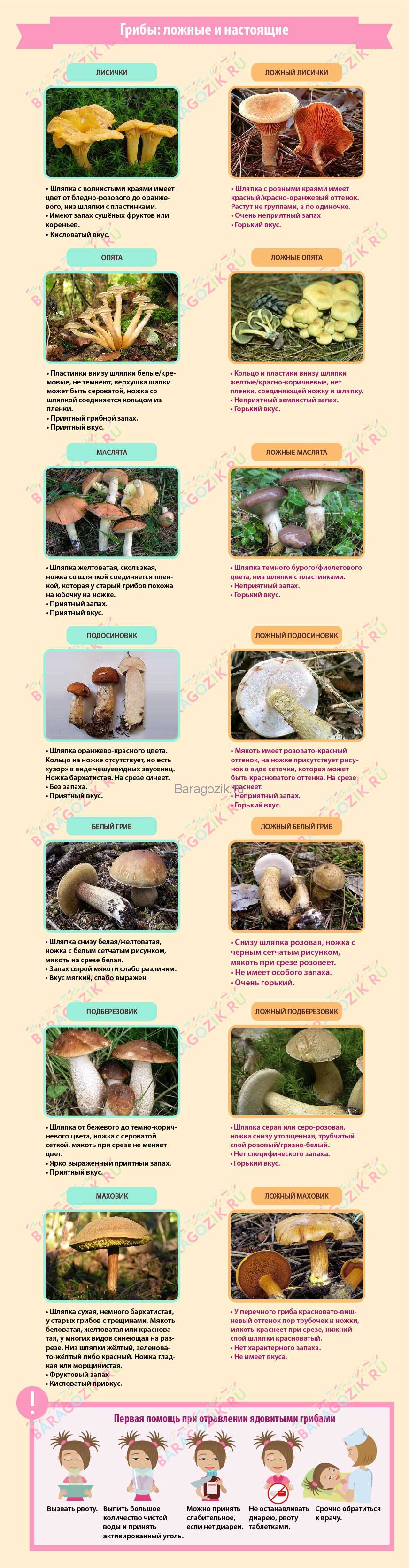 съедобные грибы и их несъедобные двойники