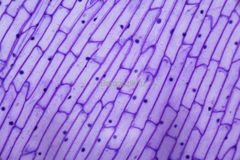 клетки лука под микроскопом