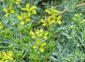 отрубевидный лишай лечение в домашних условиях