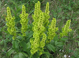 отрубевидный лишай лечение в домашних условиях