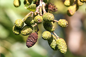 импетиго что это такое