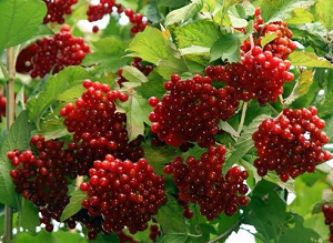 отрубевидный лишай лечение в домашних условиях