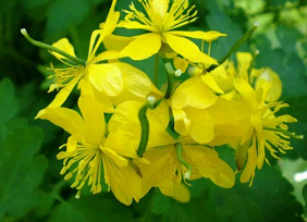 отрубевидный лишай лечение в домашних условиях