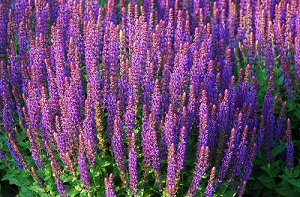 импетиго что это такое