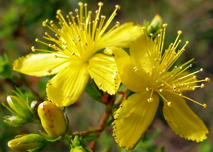 отрубевидный лишай лечение в домашних условиях