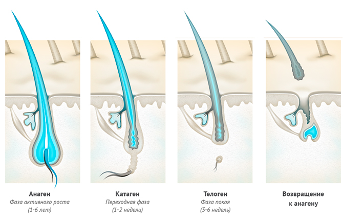 Фазы роста волос